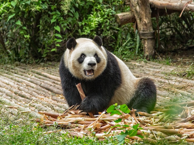 熊猫直播平台，让你玩转直播