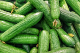 cucumber是什么意思(cucumber是什么意思？完整解读)